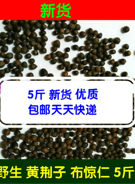天然布惊仁布惊仁 布惊籽仁 定做布惊子仁枕头 黄荆籽5斤新货包邮