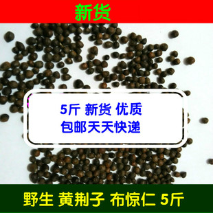 天然布惊仁布惊仁 布惊籽仁 定做布惊子仁枕头 黄荆籽5斤新货包邮