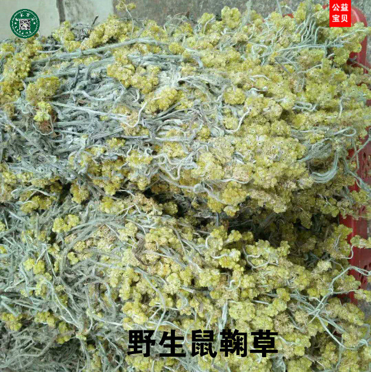 鼠曲草田艾李凉茶鼠曲草