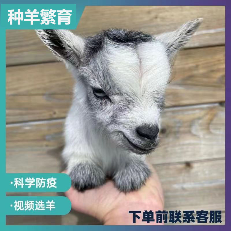 宠物羊侏儒羊活体羊尼日利亚矮山羊学生宠物家养观赏白色小羊