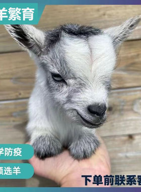 宠物羊宠物羊观赏学生宠物家养