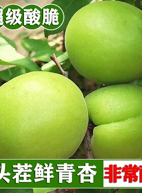 东北新鲜青杏酸杏绿色装饰果当季水果现摘现发可带核吃现摘