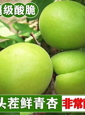 东北新鲜青杏酸杏绿色装饰果当季水果现摘现发可带核吃现摘