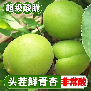 东北新鲜青杏酸杏酸水果超级酸当季水果现摘现发脆甜爽口现摘现发