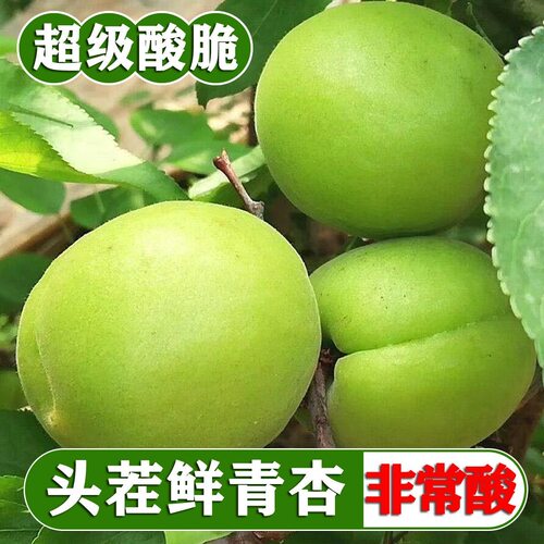 东北新鲜青杏酸杏酸水果超级酸当季水果现摘现发可带核吃现摘