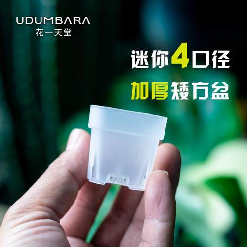 花一天堂特厚4口径迷你矮方盆