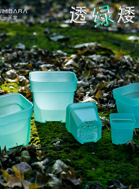 花一天堂调色高品半透绿特厚矮方多肉花盆塑料省土花卉绿植育苗盆