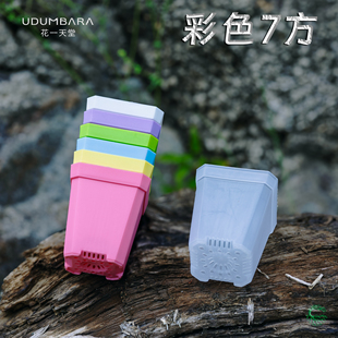 加厚多肉塑料花盆7方白黑多色托架播种育苗种植盆学校幼儿园活动