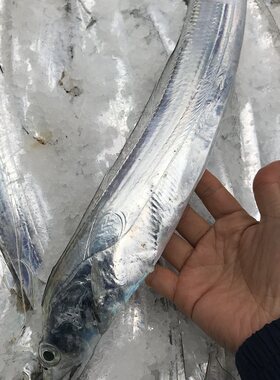 东海带鱼新鲜海鱼2钓闪光带3-4条