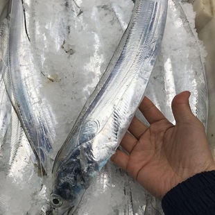 东海带鱼新鲜海鱼小眼睛钓带闪光带2斤装3条海鲜水产顺丰