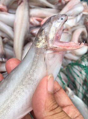豆腐鱼四斤装海鱼新鲜烤龙头鱼