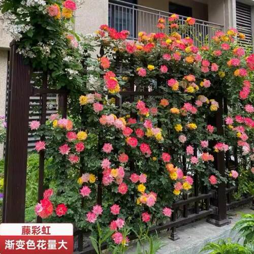 多次开花爬藤藤彩虹月季蔷薇花苗