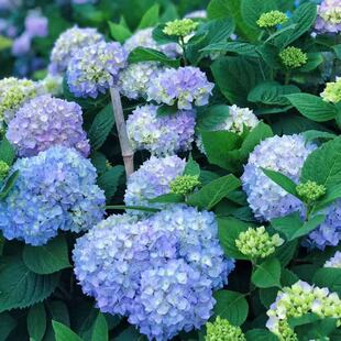 绣球花老桩无尽夏绣球花大苗庭院阳台盆栽八仙花可变色大花球易活