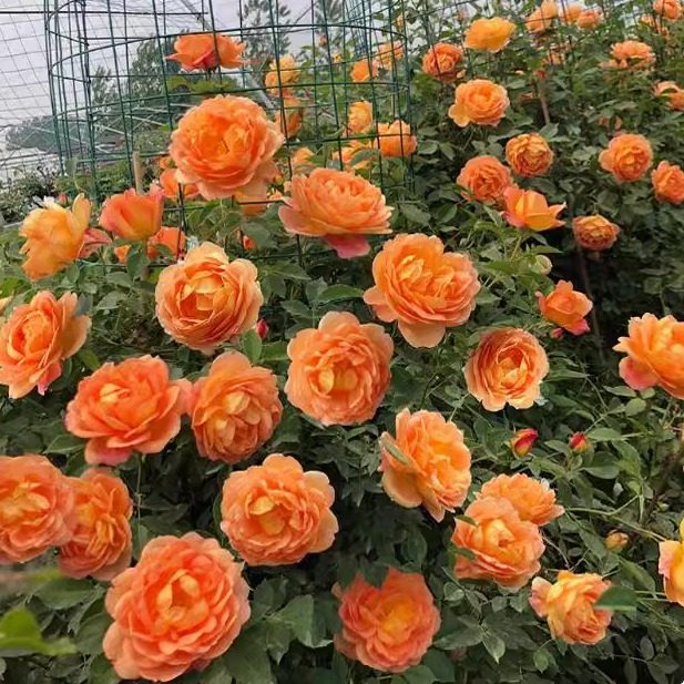 夏洛特夫人月季花苗 重瓣藤本庭院阳台爬藤蔷薇植物多季开花绿植,鲜花速递/花卉仿真/绿植园艺,月季/蔷薇/玫瑰,淘宝优惠券,粉丝福利购,淘宝优惠卷