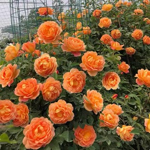 重瓣藤本庭院阳台爬藤蔷薇植物多季 开花绿植 花苗 夏洛特夫人月季