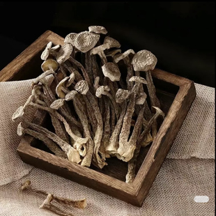 2025人工手选东北鹿茸菇足干爽脆嫩滑