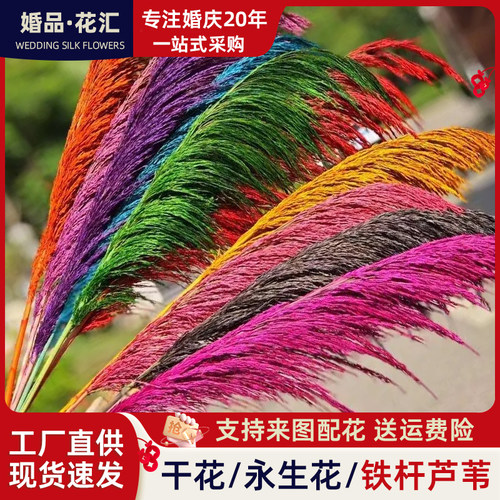 垂感铁杆大芦苇干花真花彩色干花束婚庆布置美陈烟花家居装饰客厅