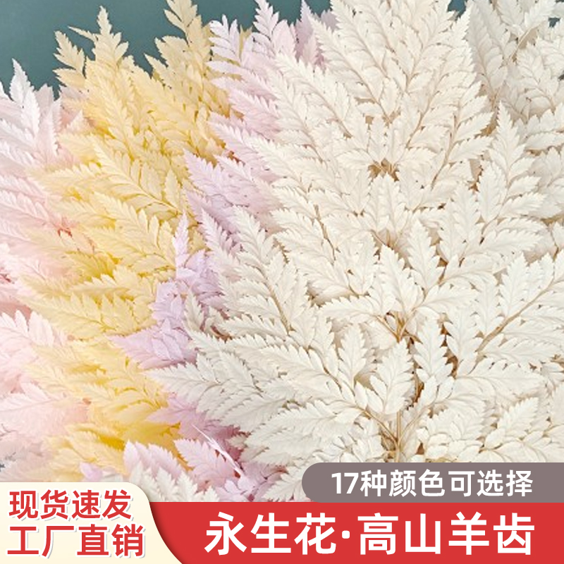 蕨叶永生高山羊齿网红撅叶厥叶婚庆布置软装真花材永生花拍摄道具