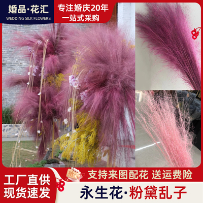 粉黛乱子草永生花云南干花家居景观装饰花仙女草网红蚊子草