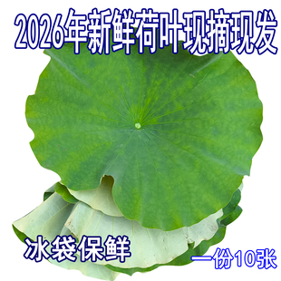 新鲜荷叶整张现摘煮粥荷叶茶天然野生藕叶莲叶饭糯米鸡材料莲荷叶