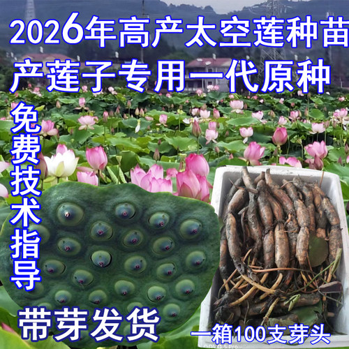 莲子种苗太空莲水田莲藕苗