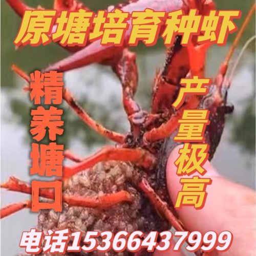 小龙虾苗种虾抱卵青虾活体虾苗种小龙虾苗种