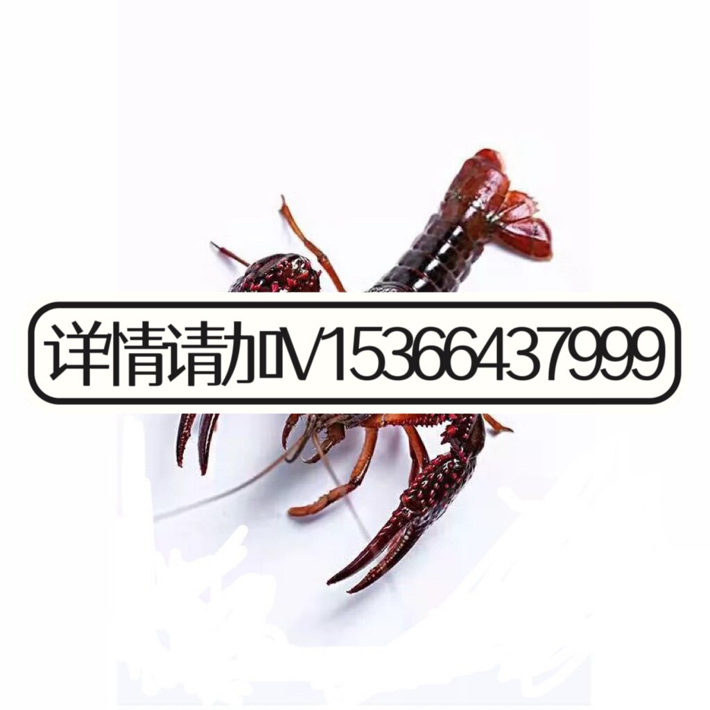 免费小龙虾苗种虾抱卵青虾活体虾淡水龙虾苗优质幼苗培育基地活虾