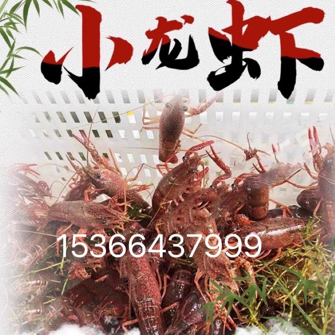 小龙虾苗种虾抱卵青虾活体虾淡水龙虾苗优质幼苗培育基地活虾