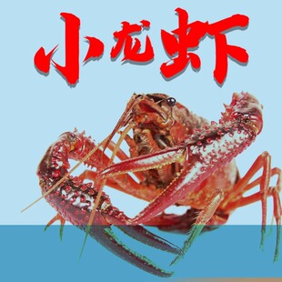 小龙虾苗种虾抱卵青虾活体虾淡水龙虾苗优质幼苗培育基地活虾