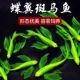 小型蝶翼斑马鱼长尾冷水淡水热带荧光观赏鱼翡翠龙凤好养热带鱼