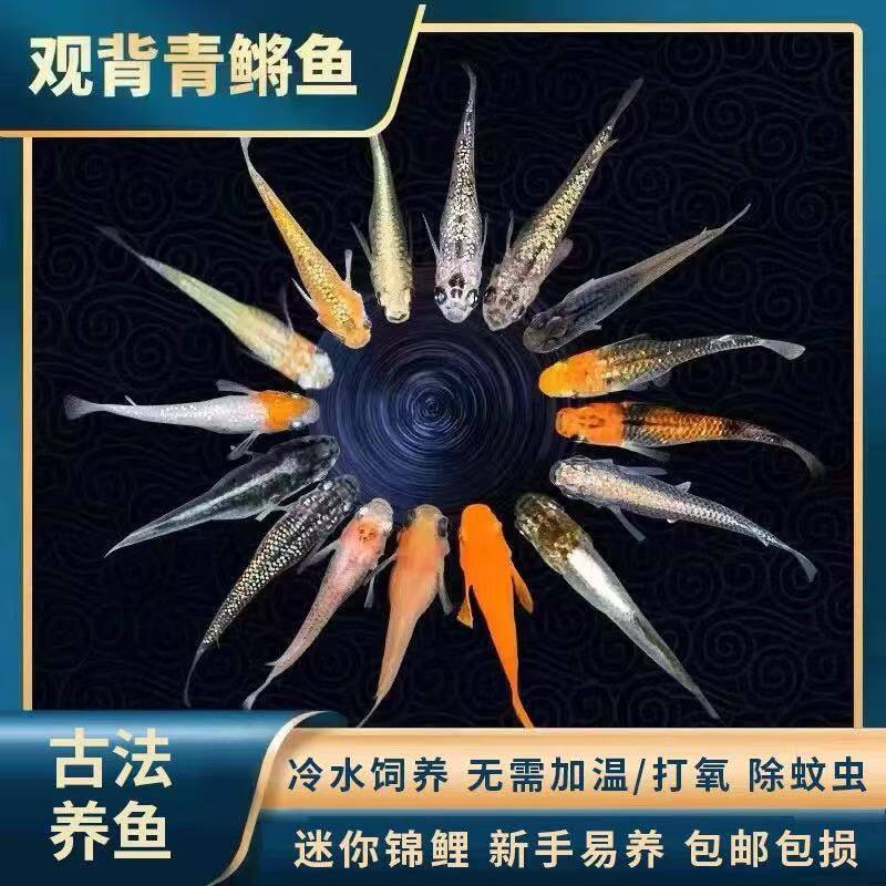 观背青鳉盐城发货观赏鱼活鱼冷水淡水爆缸小型鱼耐活好养