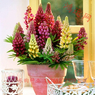 鲁冰花种子多年生耐寒花卉种子阳台盆栽草花种子春秋播羽扇豆种子