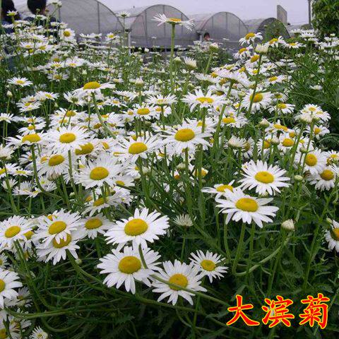花种子 大滨菊种子 园林景观庭院草花种子秋播多年生花卉耐寒公斤
