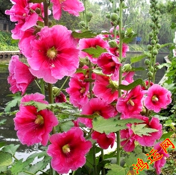 花种子蜀葵种子景观绿化工程园林一丈红种子棋盘花包邮花卉种子籽