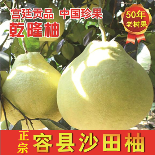 正宗容县沙田柚广西纯甜乾隆柚子