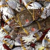 正宗宁波象山石浦海鲜高品质红膏生腌呛蟹 不可蒸煮