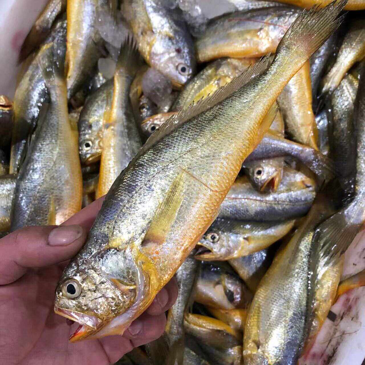 正宗舟山野生小黄鱼新鲜鱼当季鲜活深海捕捞真空包装净重无冰衣