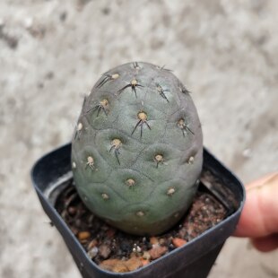 《习自野》侧芽《纸刺武藏野》仙人球《枪骑兵》团扇习志野