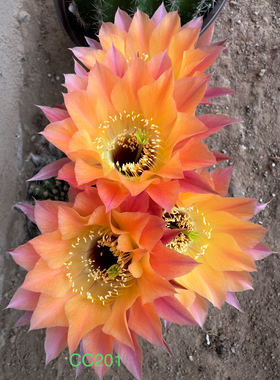 《橙花黑喉加强版》彩草仙人球重瓣包对版多肉植物阳台好养CC201