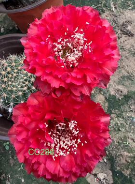 新品CC288仙人球红色重瓣花球包对版多肉植物阳台好养