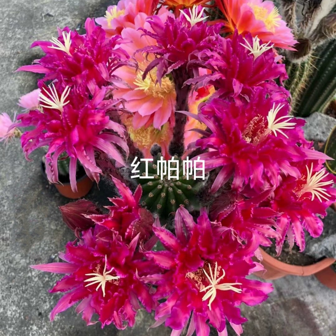 红帕帕吉诺毛花柱papageno仙人球 短刺品种和帕帕吉娜是姐妹花对