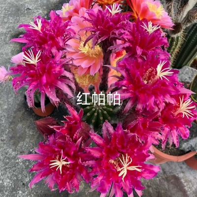 帕帕papageno短刺品种吉娜仙人球