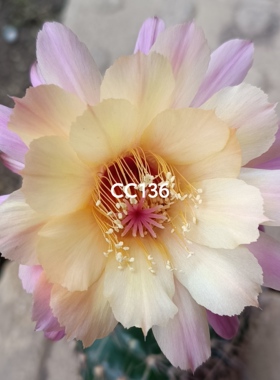 新品CC136系列彩草仙人球多肉植物阳台好养包对版