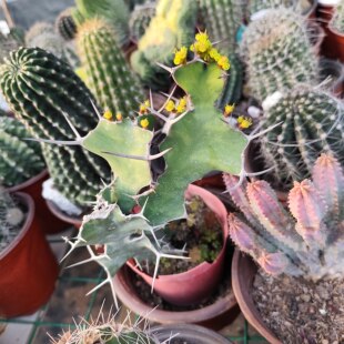 大戟科三角大戟麒麟柱稀有开绿花仙人掌J509