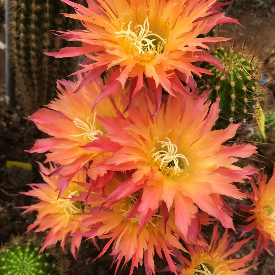 新品《丝缕》thread毛花柱仙人球q112长刺仙人柱多肉植物