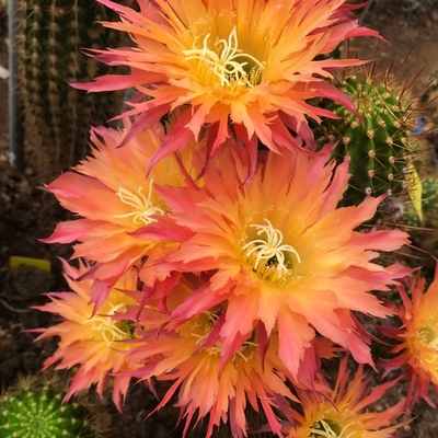 新品丝缕毛花柱仙人球q112长刺