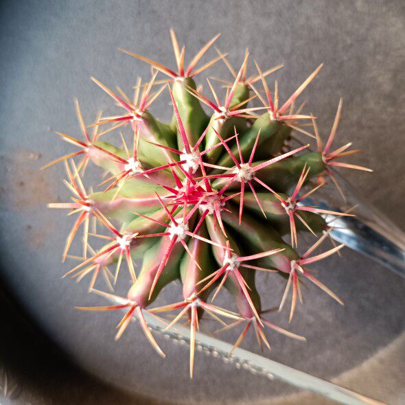 实生赤凤仙人球红刺狂刺仙人掌多肉植物桌面防辐射小盆栽