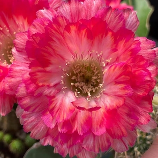 世界小姐 丽花仙人球 花色漂亮容易群开 无根侧球包对版