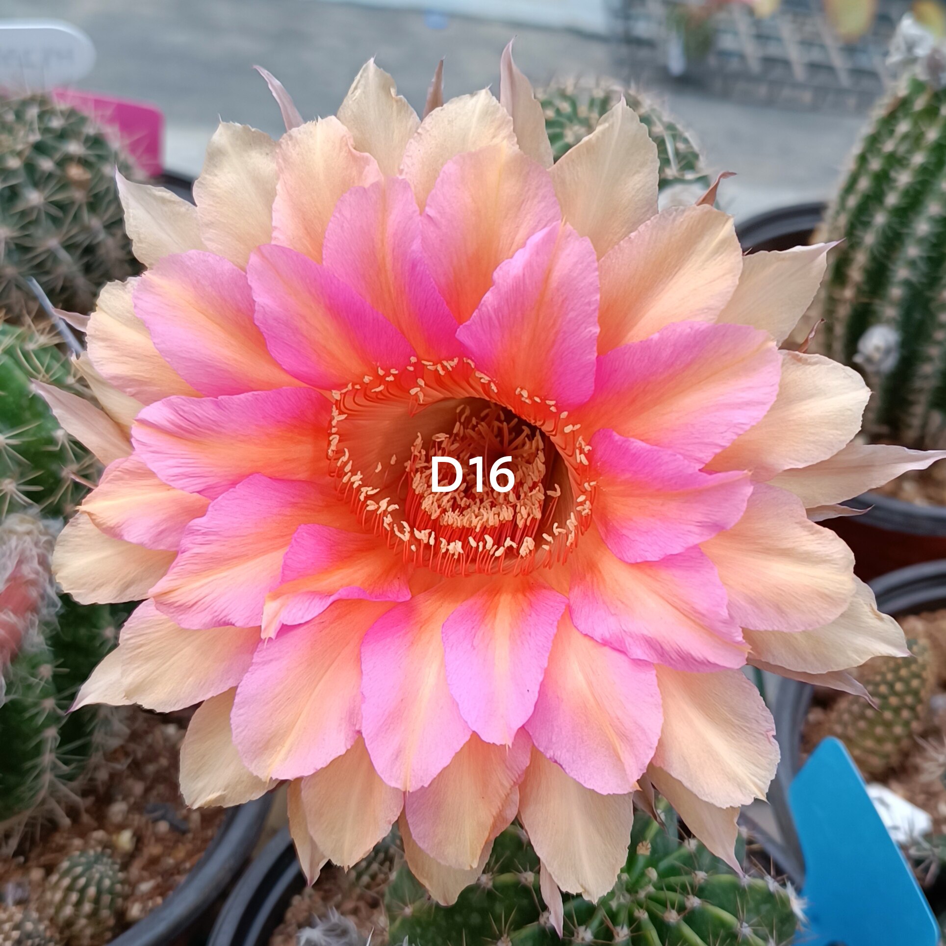 cao大花编号hyd16彩草仙人球 8公分球径有根一物一拍包对版