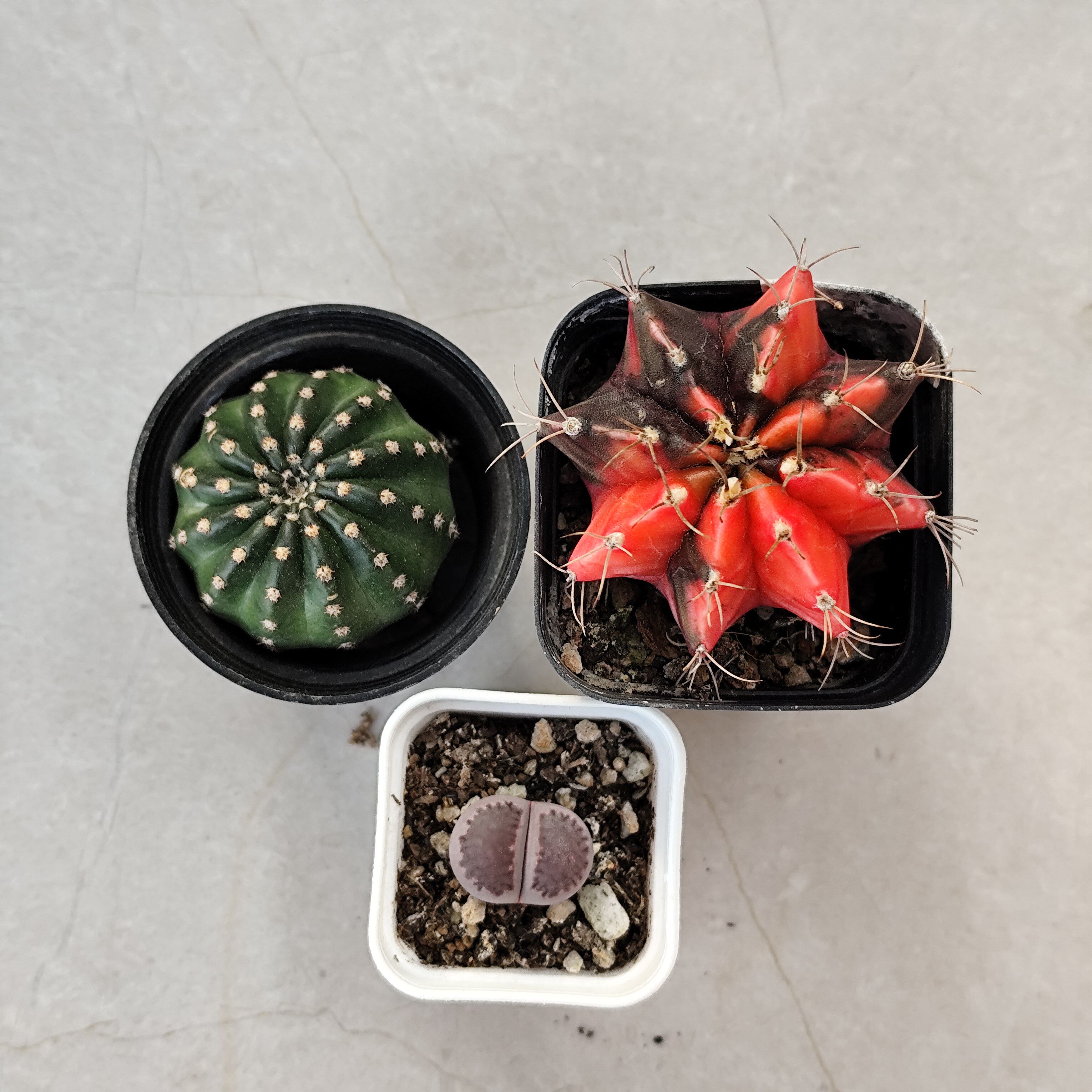 特价组合套餐《魅影》丽花仙人球美花开花勤花包对版